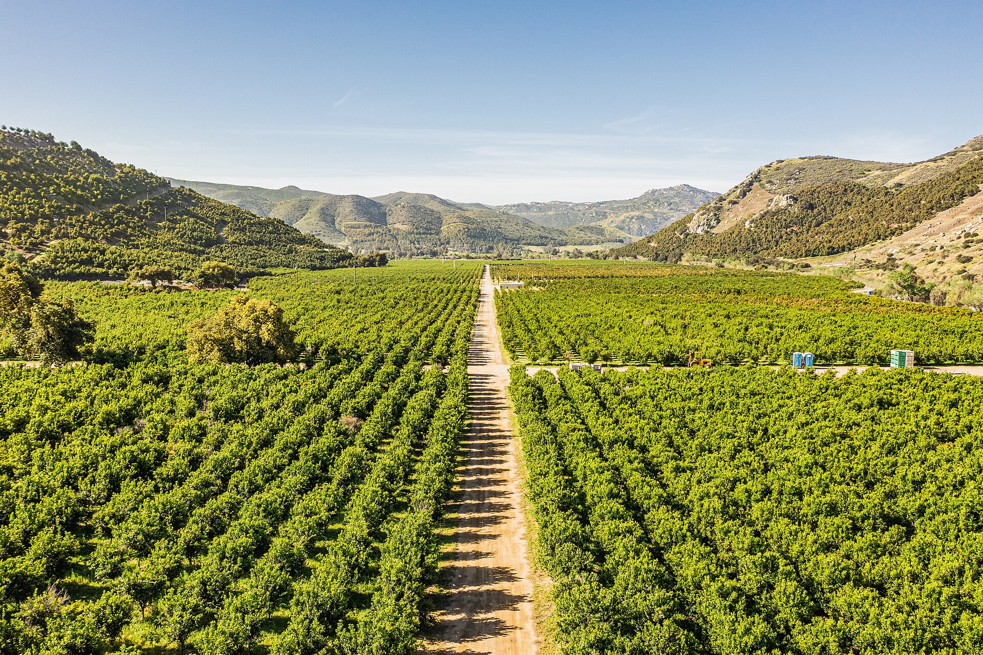 Orchard rows in the San Pasqual Valley, Escondido