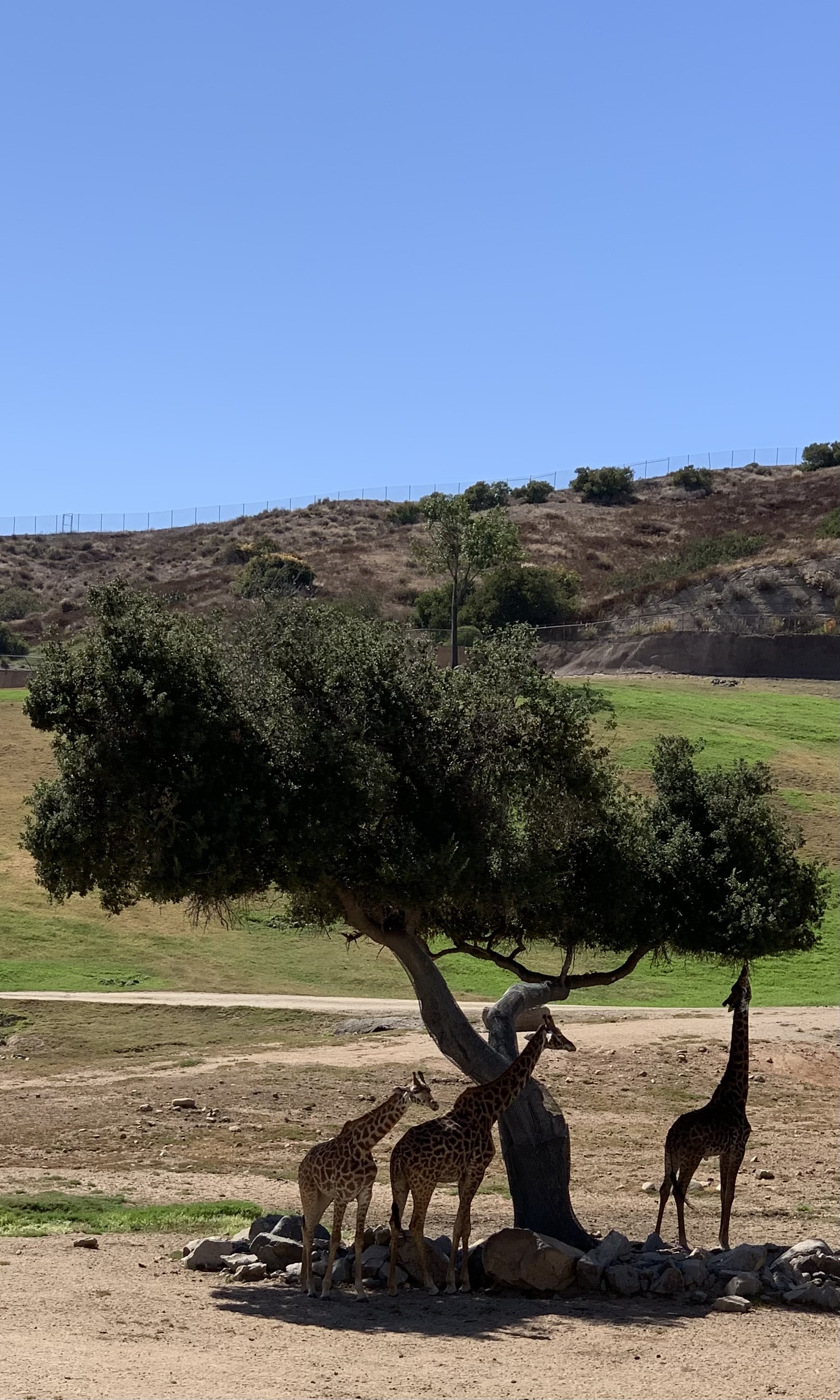 Giraffes resting under a tree at the San Diego Zoo Safari Park, Escondido